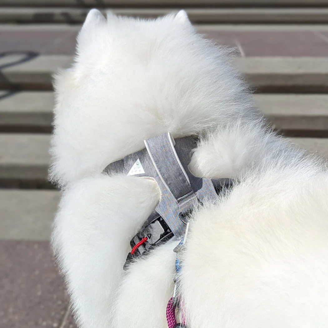 Magnetic Dog Harness - One-Hand Clip, No-Pull Design - Image 10