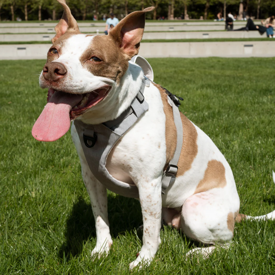 Magnetic Dog Harness - One-Hand Clip, No-Pull Design - Image 11
