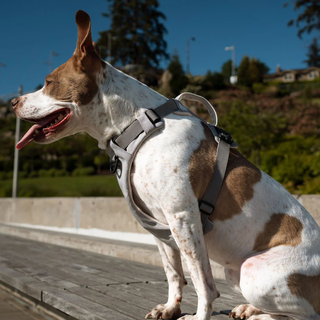 Magnetic Dog Harness - One-Hand Clip, No-Pull Design - Image 12