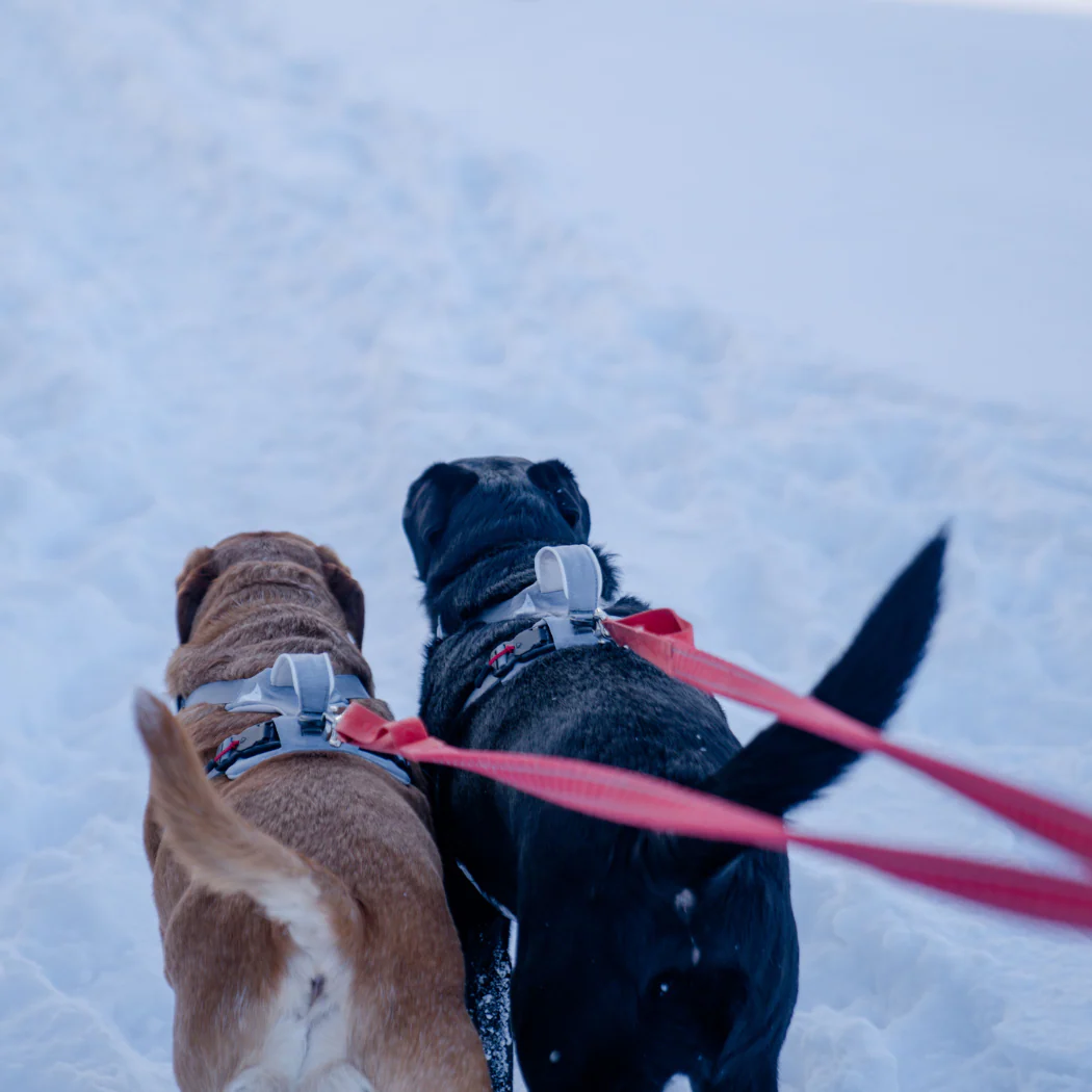 Magnetic Dog Harness - One-Hand Clip, No-Pull Design - Image 13
