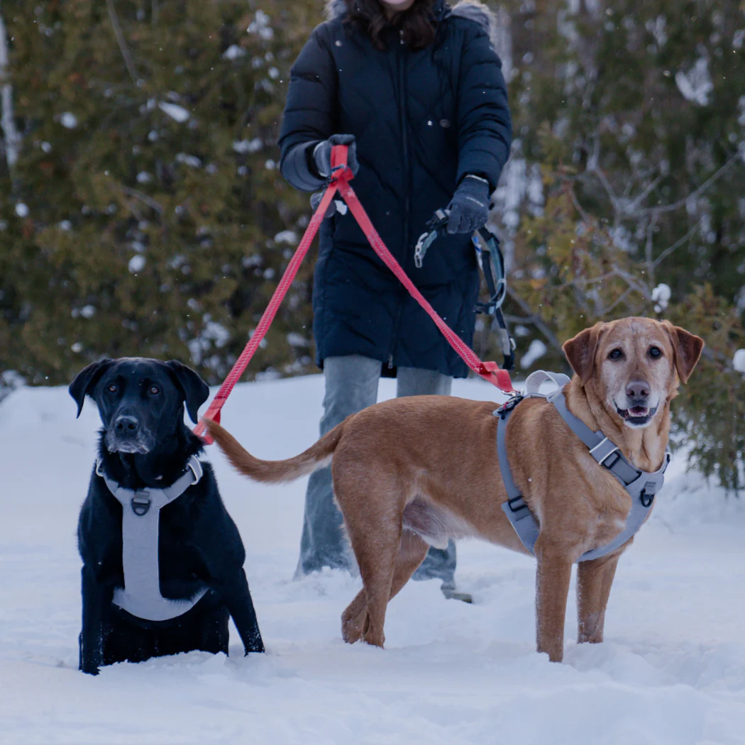 Magnetic Dog Harness - One-Hand Clip, No-Pull Design - Image 14