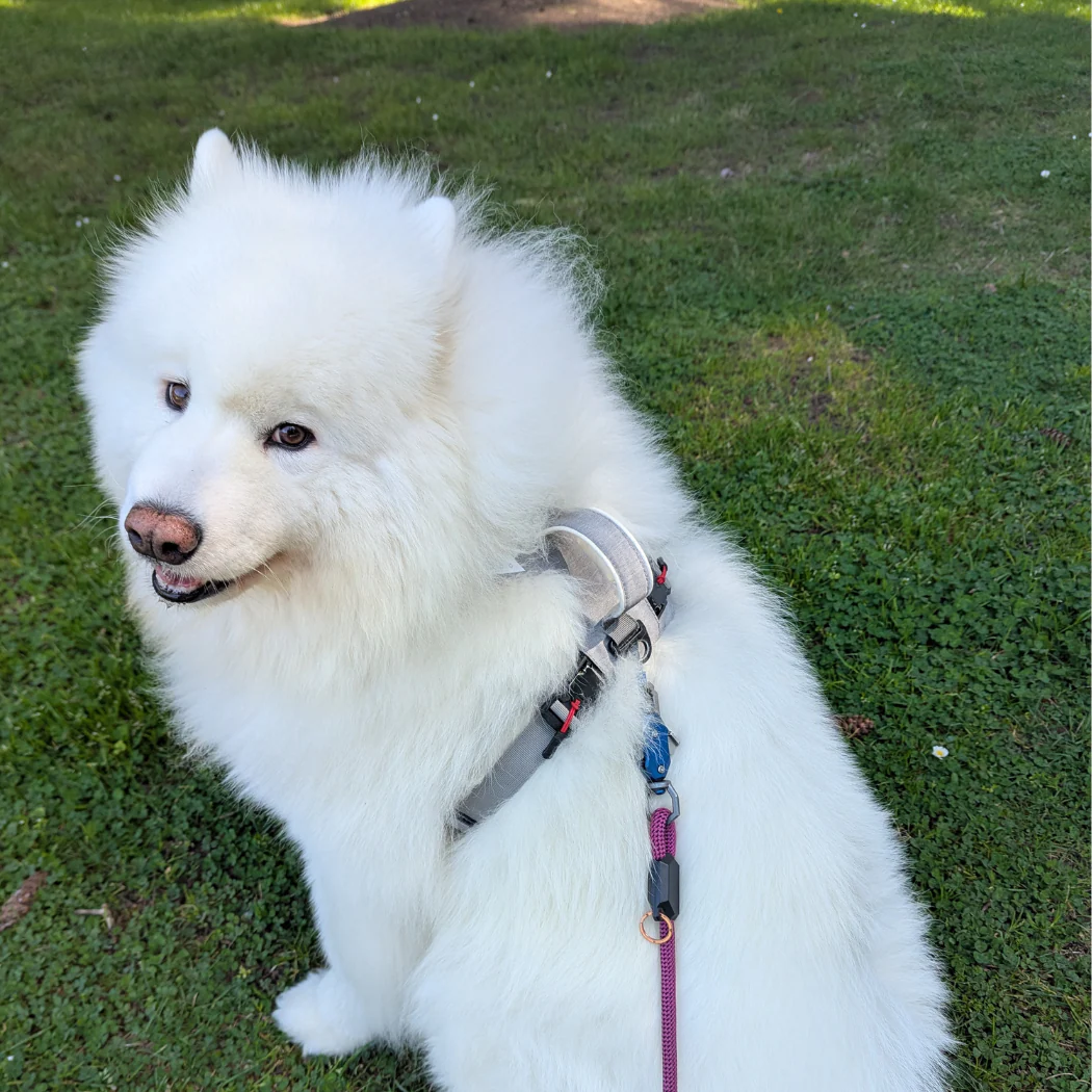 Magnetic Dog Harness - One-Hand Clip, No-Pull Design - Image 15