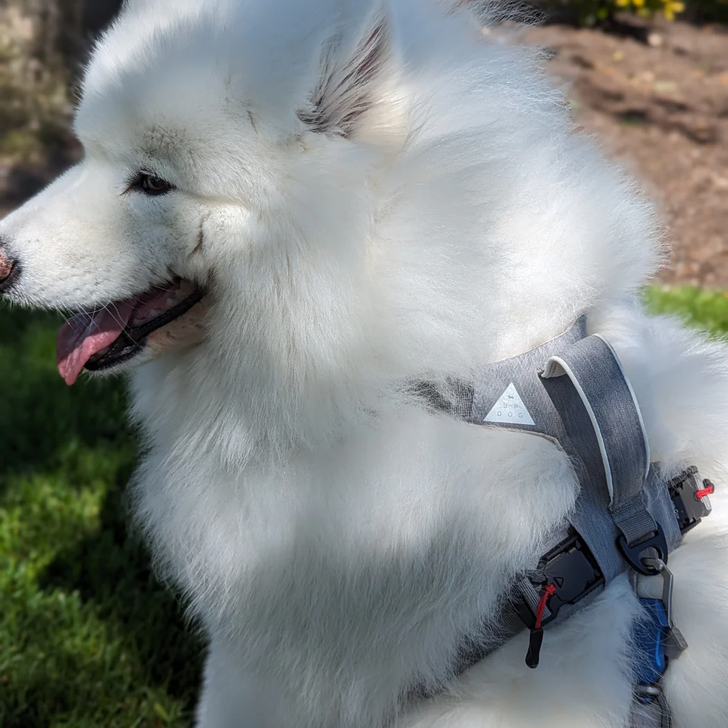 Magnetic Dog Harness - One-Hand Clip, No-Pull Design - Image 7