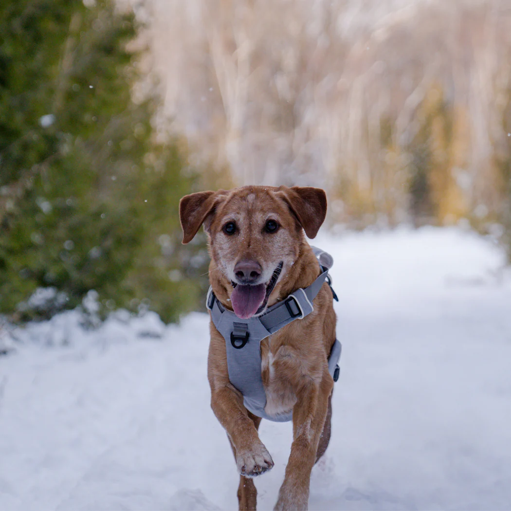 Magnetic Dog Harness - One-Hand Clip, No-Pull Design - Image 9