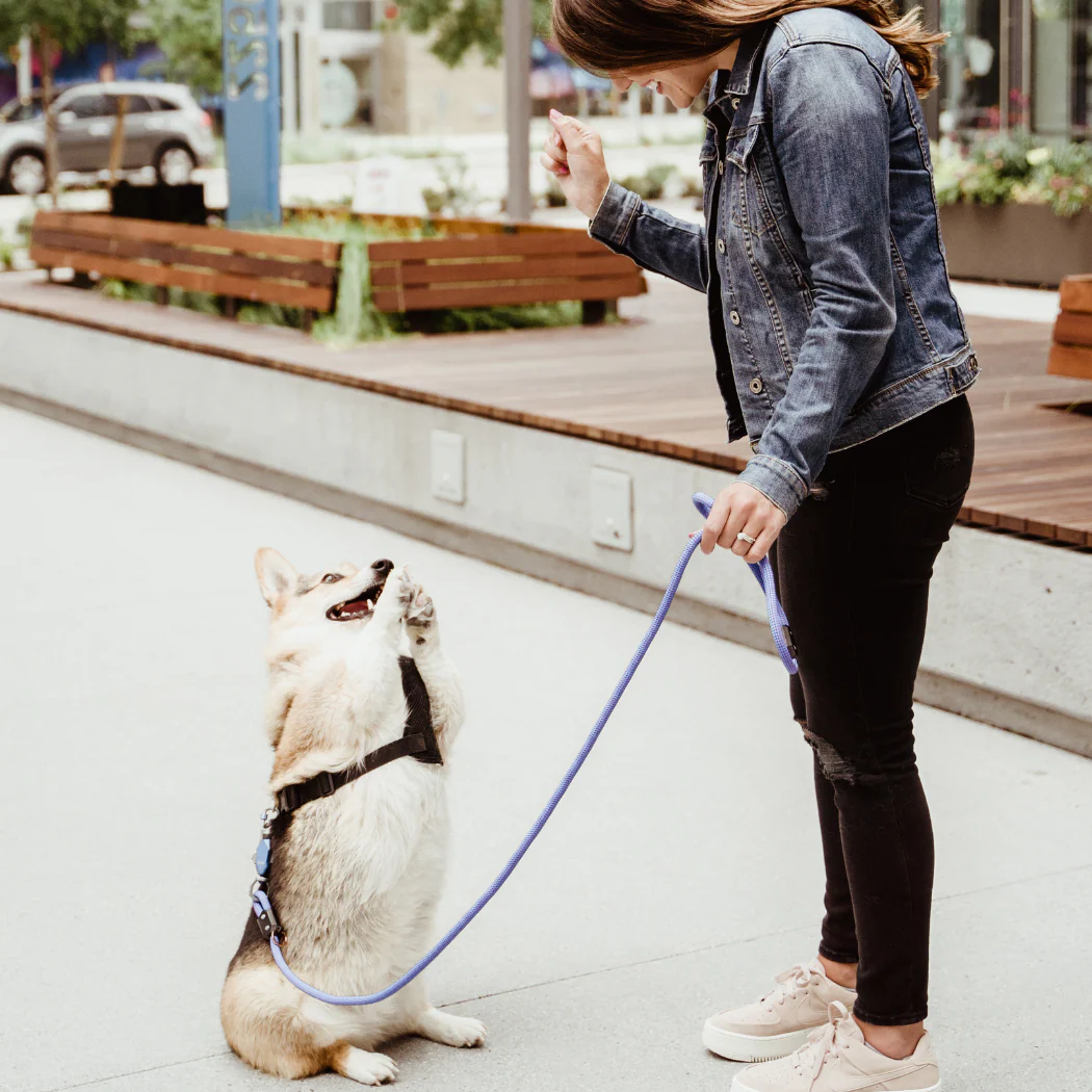 Patented Magnetic Dog Leash - One-Hand Connect & Release - Image 4