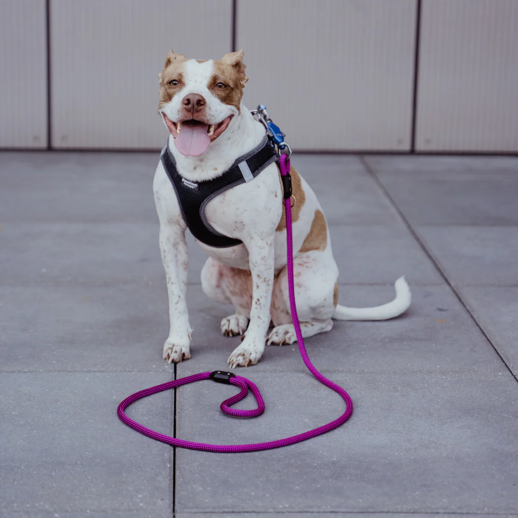 Patented Magnetic Dog Leash - One-Hand Connect & Release - Image 6