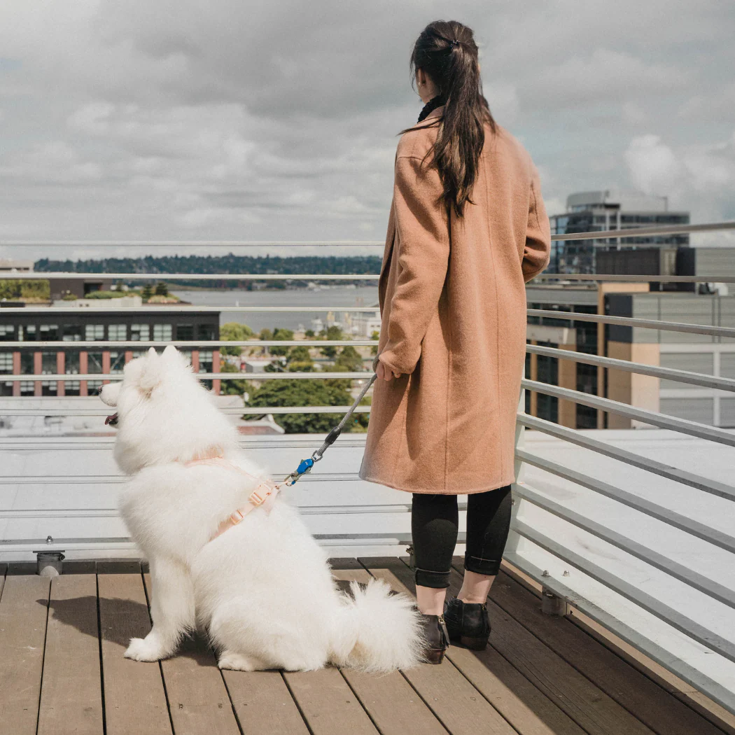 Patented Magnetic Dog Leash - One-Hand Connect & Release - Image 7