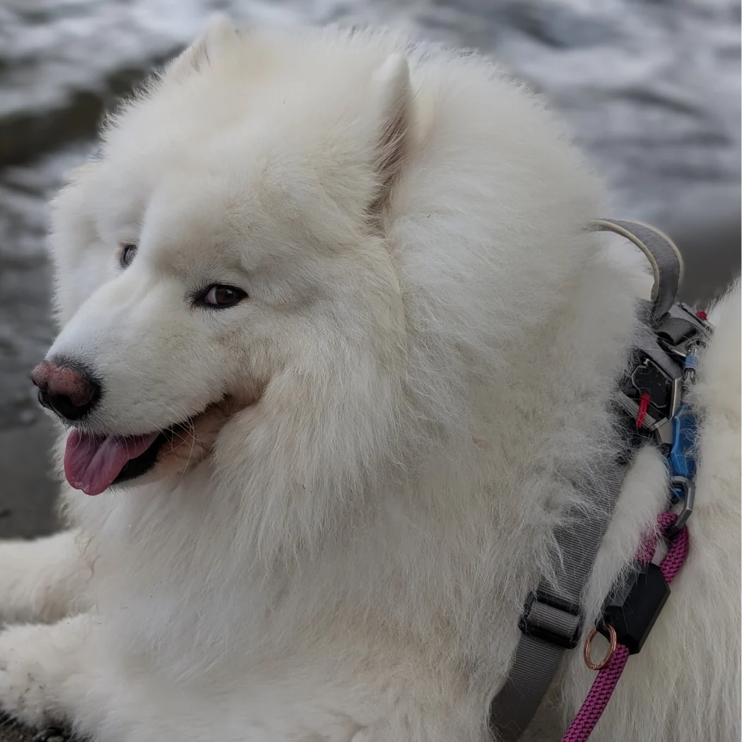 Patented Magnetic Dog Leash - One-Hand Connect & Release - Image 9