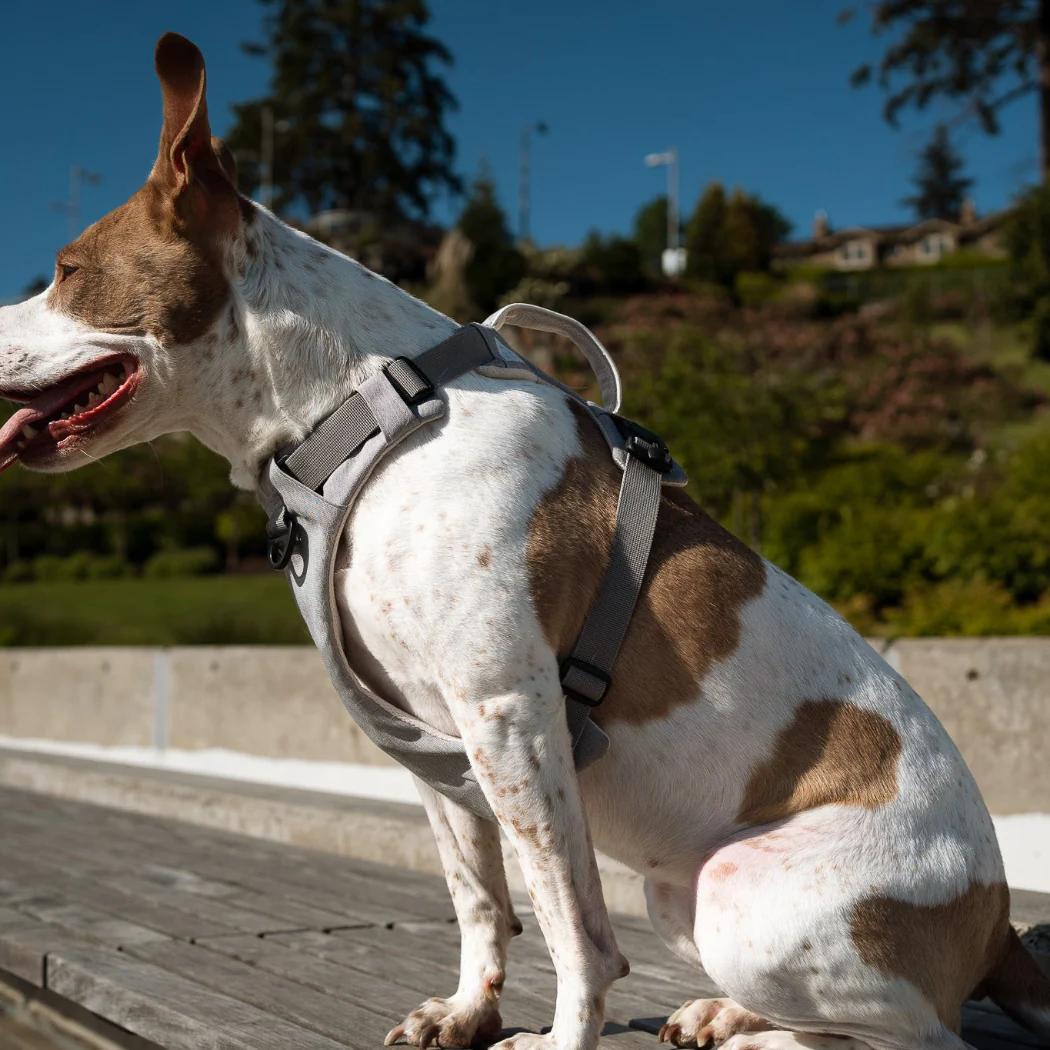 Up Dog Walk Kit - Image 3